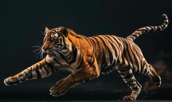 ett indokinesiska tiger fångad i rörelse mot en studio bakgrund, tiger på svart bakgrund foto