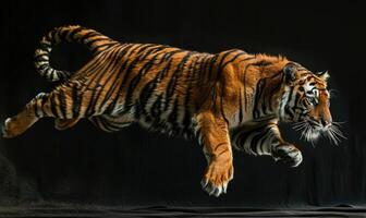 ett indokinesiska tiger fångad i rörelse mot en studio bakgrund, tiger på svart bakgrund foto