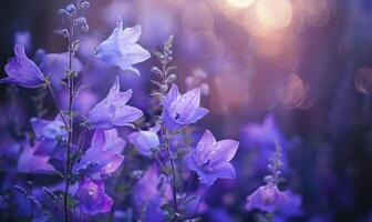 blåklockor blomning i en stuga trädgård, närbild se, mjuk fokus foto