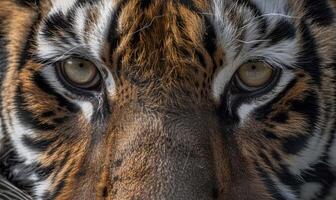 närbild av en fången bengal-sibirisk tiger foto