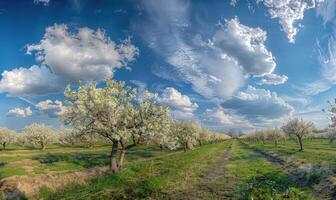 blå himmel över en blomning fruktträdgård foto