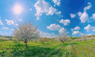 blå himmel över en blomning fruktträdgård foto