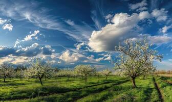 blå himmel över en blomning fruktträdgård foto