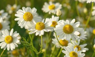 närbild av kamomill blommor, selektiv fokus foto