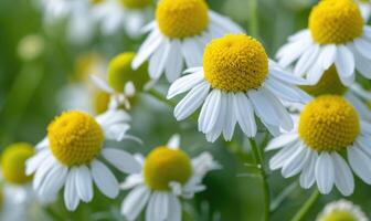 närbild av kamomill blommor, selektiv fokus foto