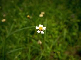 vit blommor blomma i de vår foto