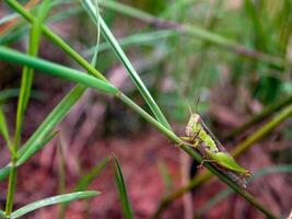 insekter flyga, ljus grön gräs med solljus foto