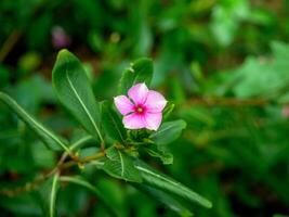 rosa blommor blomma i de vår, skön rosa blommor. foto