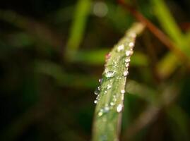 närbild av regndroppar på löv foto