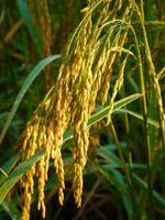 risfält vid solnedgången. foto