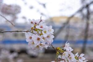 körsbär blomma på de parkera molnig dag foto