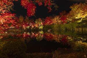ett upplyst röd löv reflekterande på de vatten på de traditionell trädgård foto