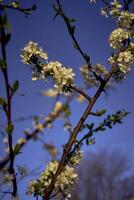 sur körsbär blomma på de bakgrund av de himmel på gryning foto