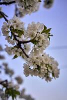 körsbär blomma på de bakgrund av de himmel på gryning foto