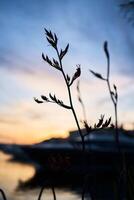 silhuetter av växter på solnedgång i de hamn, bakgrund foto