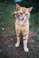 söt persika katt jamar och sträckor på de gräs foto