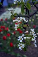 päron träd blomma med tulpaner i de bakgrund foto