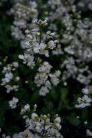 små vit blommor krypa på de jord, växt bakgrund foto