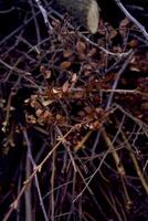 textur av brun gren och torkades blommor efter regn foto