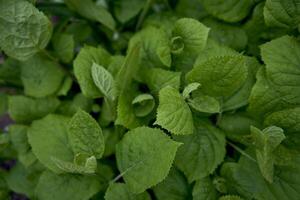 textur av ung hortensia löv, skärm sparare för smartphone foto