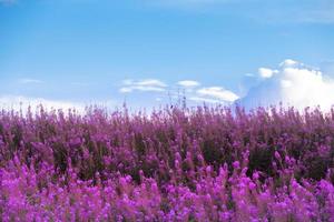 vackra lila blommor och blå himmel foto