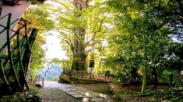 helig träd på de närma sig till de shrine.oji helgedom är en helgedom belägen i oji honmachi, kita avdelning, tokyo, japan. foto