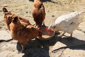 en grupp av kycklingar och en tupp beta på en bruka i en by på en solig dag. kycklingar på ett organisk Hem odla. vår eller sommar dag. kycklingar av annorlunda färger. vit kycklingar. röd kycklingar. foto