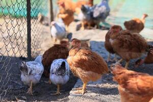 en grupp av ung kycklingar och grå, vit, röd tuppar är gående i de by gård, hackning på mat. kycklingar Bakom en staket picka på mat utomhus på en sommar dag. foto