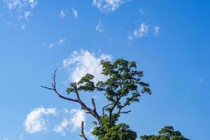 närbild av en träd med en blå himmel och moln bakgrund foto