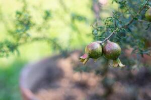 grön mini granatäpple frukt hängande på en träd gren i de trädgård. Plats för text. begrepp av hälsa frukt foto
