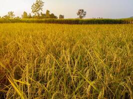 stänga upp av gul irländare ris, ris fält på soluppgång i de morgon. foto
