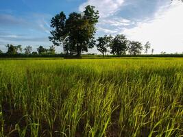 grön ris fält och skön natur. foto