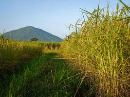 morgon- soluppgång på ris fält i thailand, Asien, skön färger och naturlig ljus i de himmel. foto