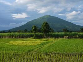 jordbrukare är plantering ris foto