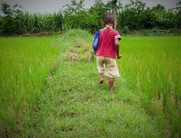de pojke i ris risfält. foto