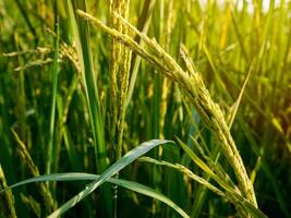 ris fält i de morgon. foto