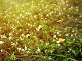 gräs blomma Foto av skönhet vild blomma i de fält