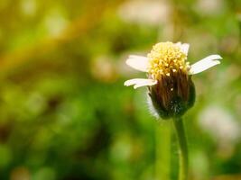 gräs blomma Foto av skönhet vild blomma i de fält