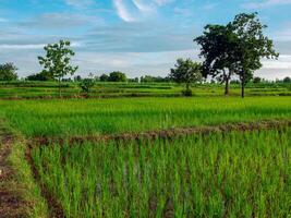 morgon- soluppgång på ris fält i thailand, Asien, skön färger och naturlig ljus i de himmel. foto