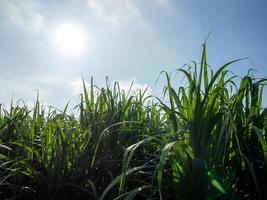 sockerrör fält på solnedgång foto