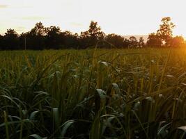 morgon- ris fält på soluppgång foto
