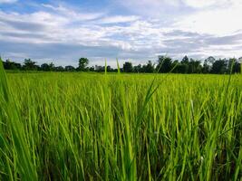 morgon- soluppgång på ris fält i thailand, Asien, skön färger och naturlig ljus i de himmel. foto