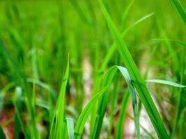 ris fält i de morgon. foto