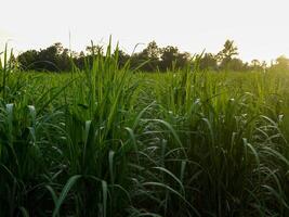 sockerrör plantager, den lantbruk tropisk växt i thailand. foto