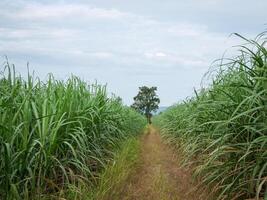sockerrör plantager, den lantbruk tropisk växt i thailand, träd växa från de jord på en bruka i de skörda på en smuts väg med ljus himmel foto