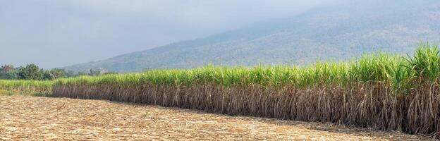 sockerrör plantager, den lantbruk tropisk växt i thailand foto