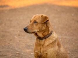 stänga upp av, röd manlig hund foto