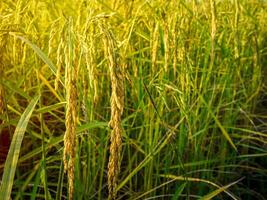 risfält vid solnedgången. foto