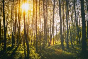 solnedgång eller soluppgång i en vår björk skog med ljus ung lövverk lysande i de strålar av de Sol. årgång filma estetisk. foto