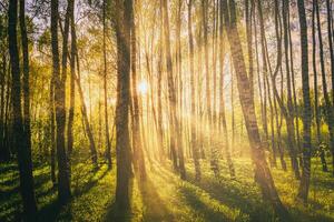 solnedgång eller soluppgång i en vår björk skog med ljus ung lövverk lysande i de strålar av de Sol. årgång filma estetisk. foto